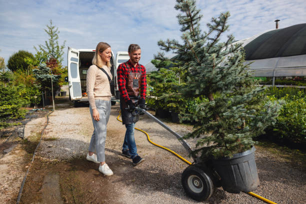 How Our Tree Care Process Works  in  Wailuku, HI